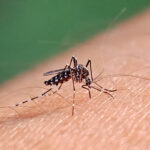 Brote de dengue en municipios de la Provincia